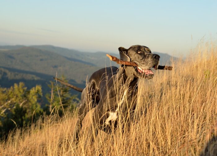 kutya és a kánikula– Hol a határ az egészséges mozgás és a veszély között?