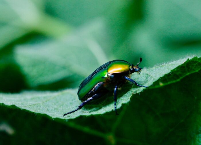 Szentjánosbogár -rajzás 2025: Egy varázslatos éjszaka fényei