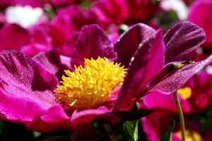 Kertépítés ötletek- virágok