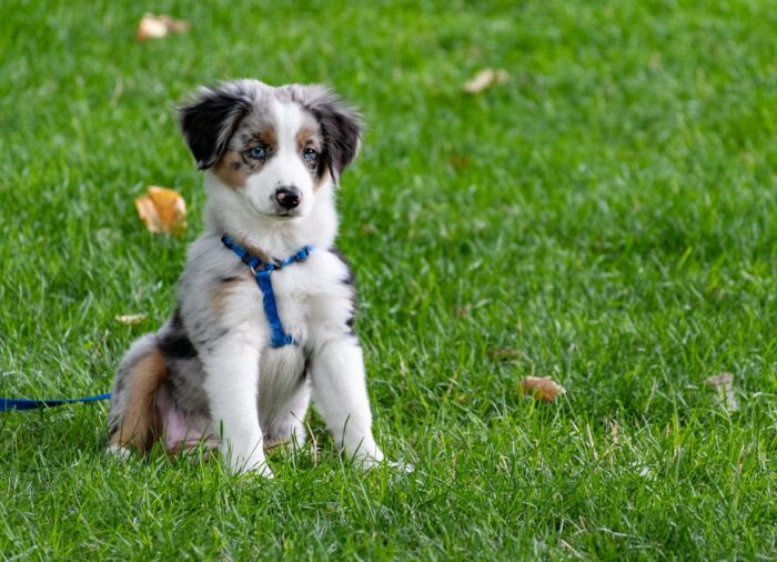 A kutyasétáltatás művészete kezdőknek