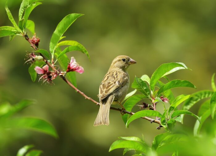 Fenntartható kert: zöld menedék a rohanó világban