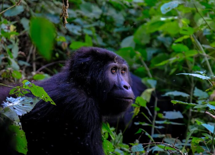Uganda – Az Afrika gyöngyszeme, amit a szíveddel kell felfedezned