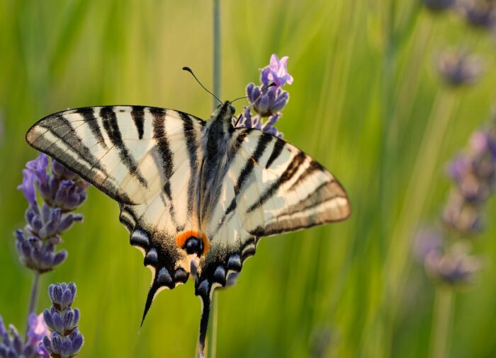 Mediterrán kert: A napsütéses életérzés otthonodban