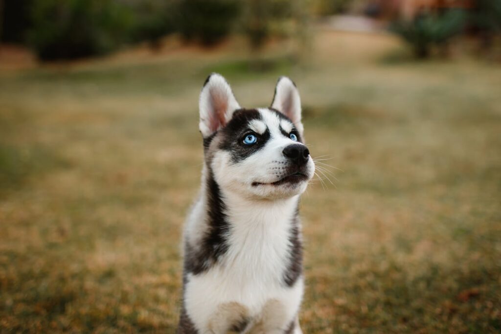 kölyökkutya nevelés - Husky