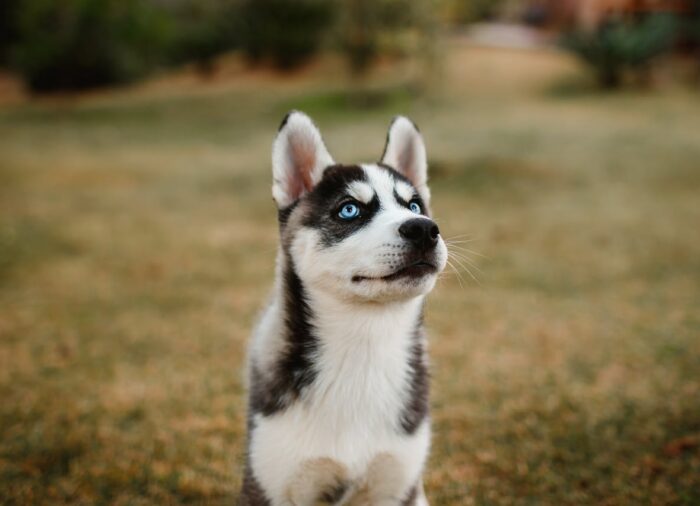 Kölyökkutya nevelés az első perctől – út a nyugodt, boldog társ felé