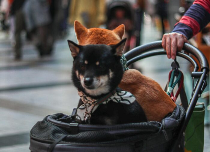 Miért olyan népszerű a kutyakocsi Dél-Koreában?