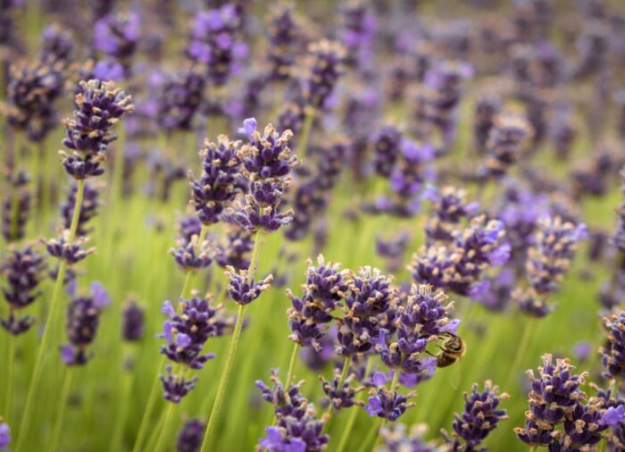 Tihanyi látnivalók: amit látnod kell a Balaton félszigetén