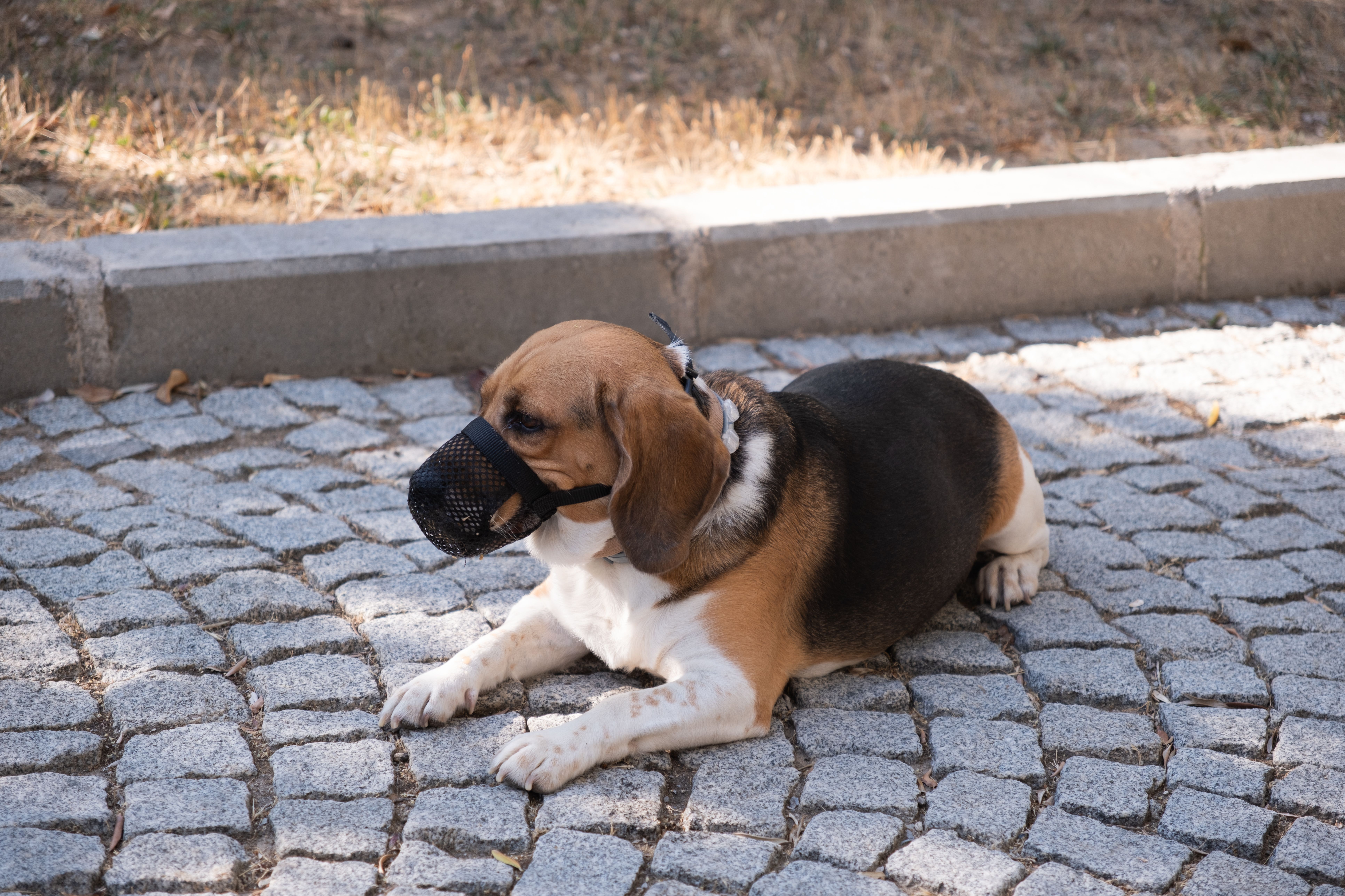 Beagle kosaras szájkosárban, amelyben lihegni és inni is tud
