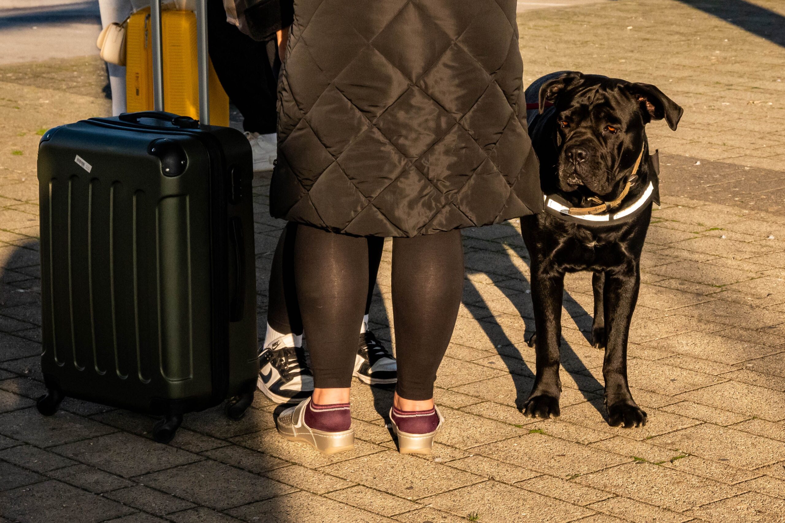Utazó bőrönddel és fekete kutyával a pályaudvaron, vonatra várva